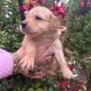 Golden retriever gorgeous dark puppies