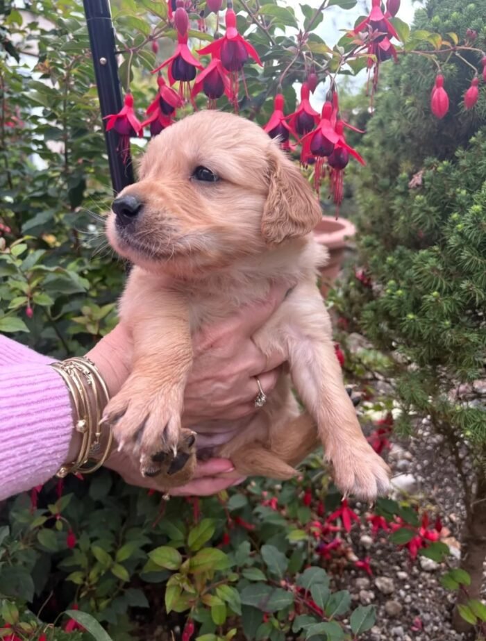 Golden retriever gorgeous dark puppies