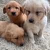 originalage 2) Golden Retriever Puppies