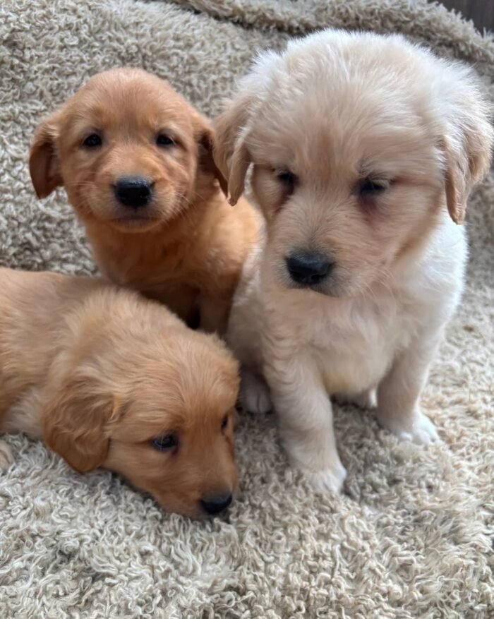 originalage 2) Golden Retriever Puppies