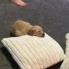 Golden retriever gorgeous dark puppies