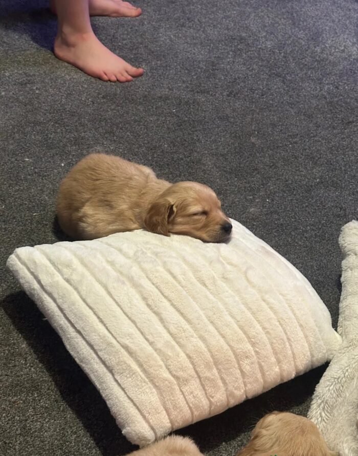 Golden retriever gorgeous dark puppies