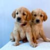 originale (2) Fox Red, KC, Extensively Health Tested Pups