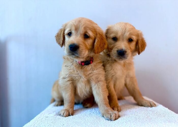 originale (2) Fox Red, KC, Extensively Health Tested Pups