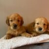originalma(6) Fox Red, KC, Extensively Health Tested Pups
