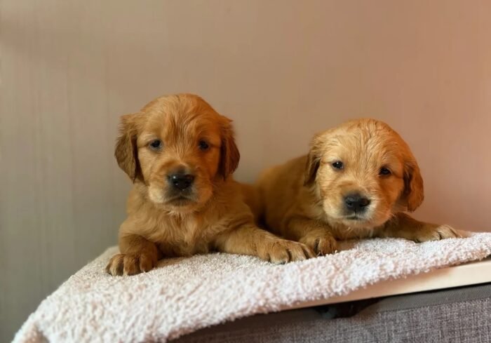 originalma(6) Fox Red, KC, Extensively Health Tested Pups