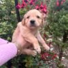 Golden retriever gorgeous dark puppies