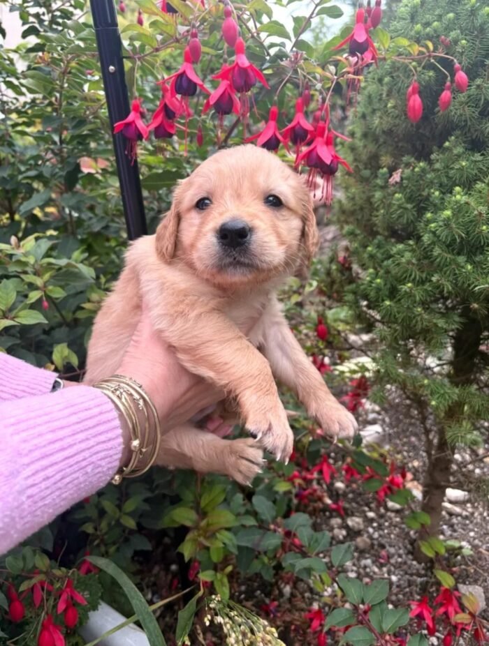 Golden retriever gorgeous dark puppies
