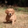 Dark Red KC Registered Working Golden Retrievers