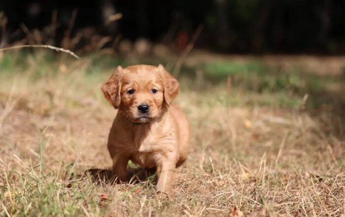 Dark Red KC Registered Working Golden Retrievers
