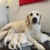 Female Cream Golden Retriever Puppies