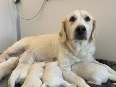 Female Cream Golden Retriever Puppies