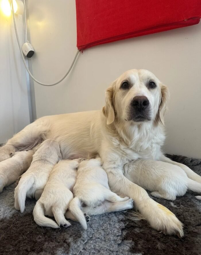 Female Cream Golden Retriever Puppies