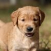 Dark Red KC Registered Working Golden Retrievers