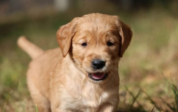 Dark Red KC Registered Working Golden Retrievers