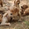 Dark Red KC Registered Working Golden Retrievers