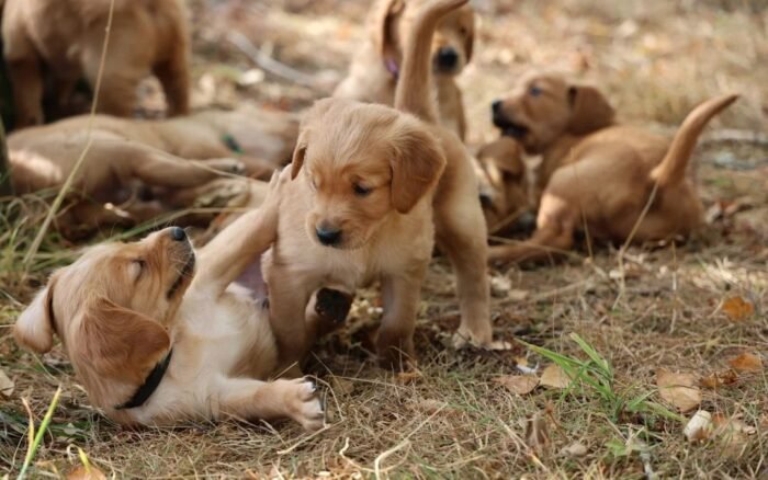 Dark Red KC Registered Working Golden Retrievers