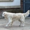 Female Cream Golden Retriever Puppies