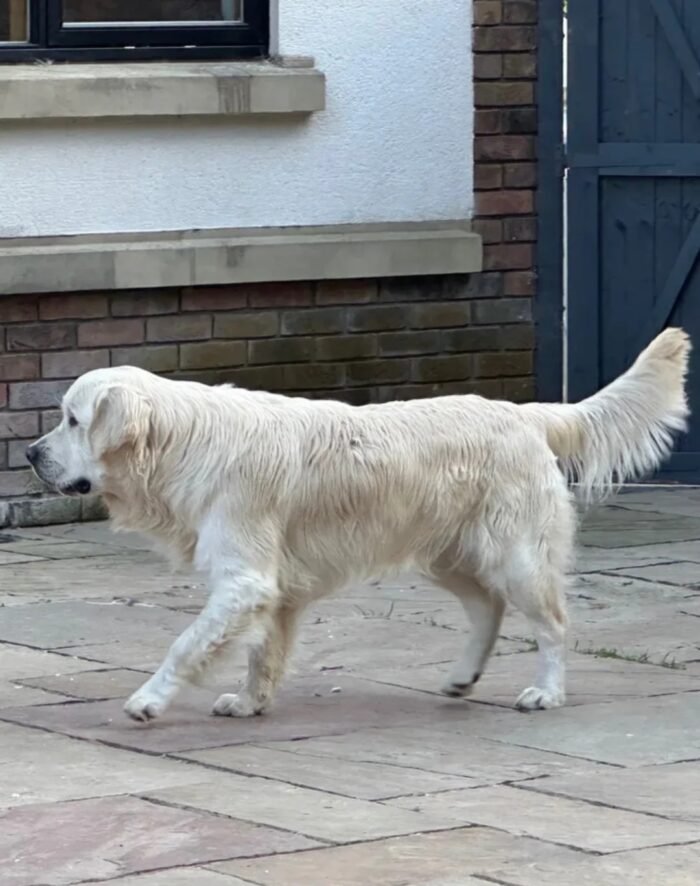 Female Cream Golden Retriever Puppies