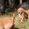 Dark Red KC Registered Working Golden Retrievers