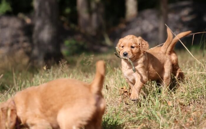 Dark Red KC Registered Working Golden Retrievers