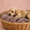 KC registered Golden retriever puppies