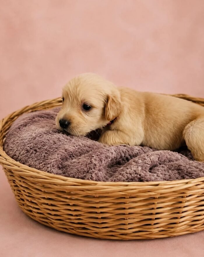 KC registered Golden retriever puppies