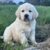 Kc golden retriever pups health tested parents