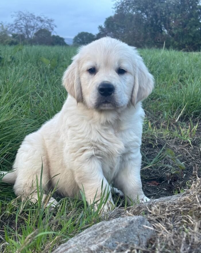 Kc golden retriever pups health tested parents