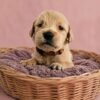 KC registered Golden retriever puppies