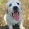 Kc golden retriever pups health tested parents