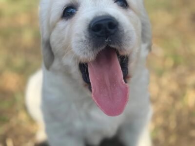 Kc golden retriever pups health tested parents