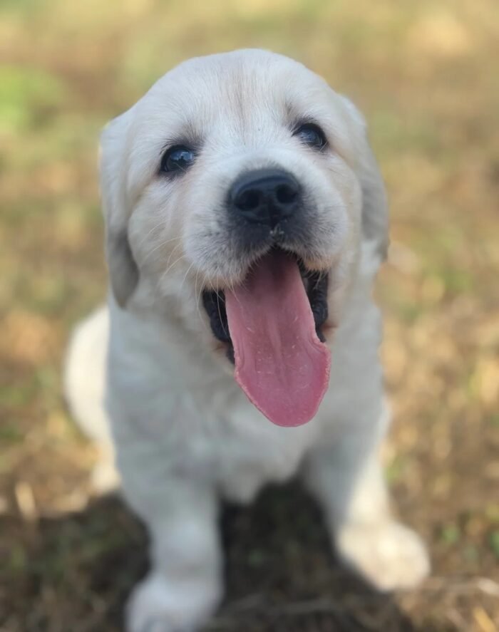 Kc golden retriever pups health tested parents
