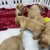 Golden retriever gorgeous dark puppies