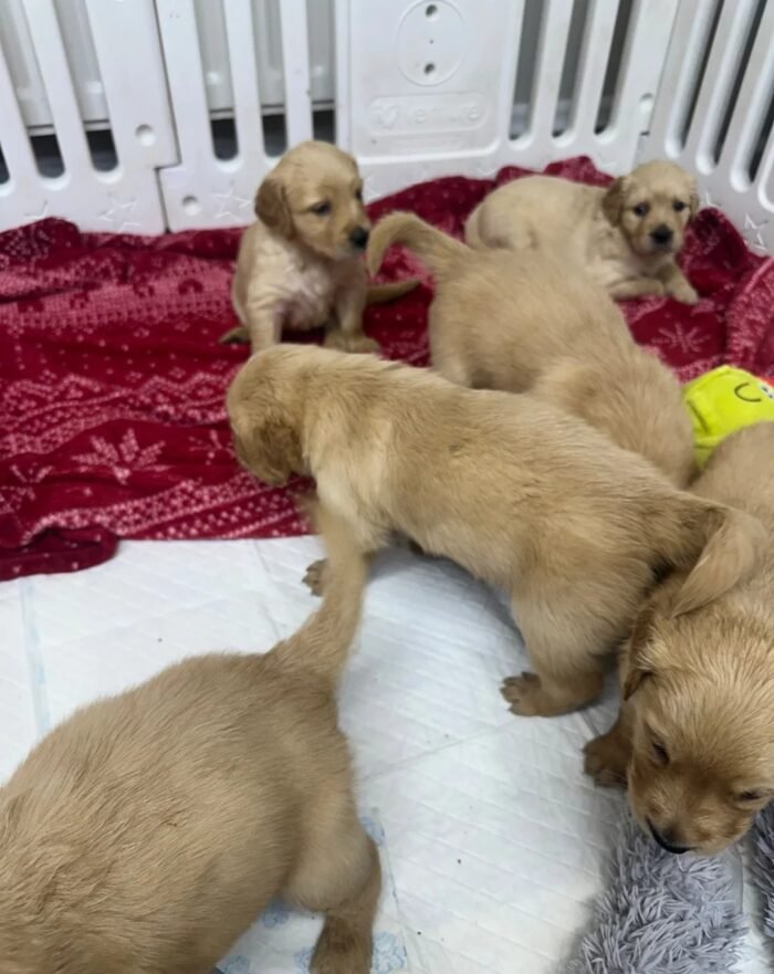 Golden retriever gorgeous dark puppies