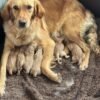 Golden retriever gorgeous dark puppies