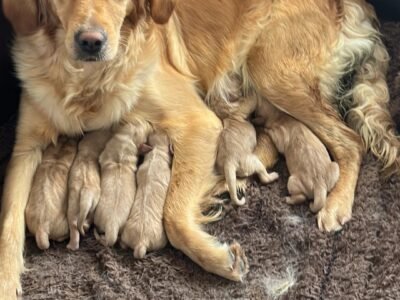 Golden retriever gorgeous dark puppies