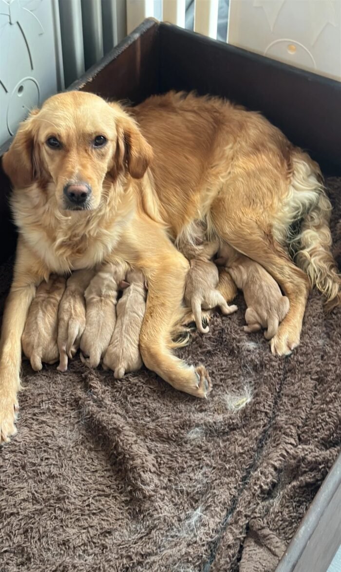 Golden retriever gorgeous dark puppies