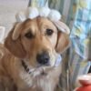 Beautiful golden retriever puppies
