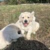 Kc golden retriever pups health tested parents