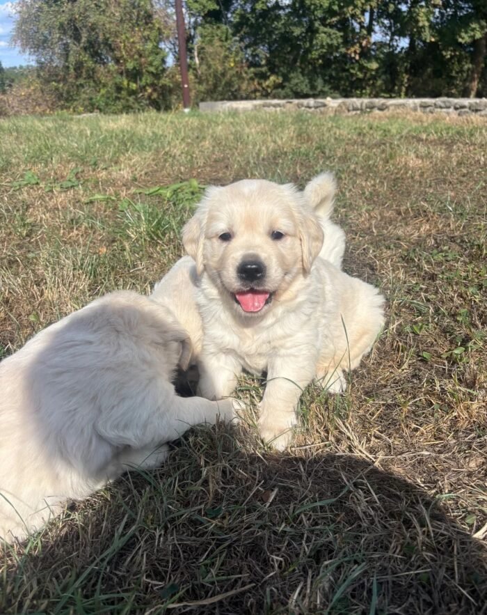 Kc golden retriever pups health tested parents
