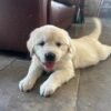 Kc golden retriever pups health tested parents