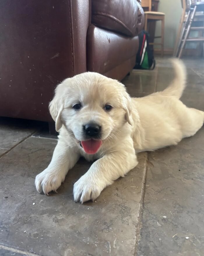 Kc golden retriever pups health tested parents
