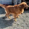 riginalImag () Golden Retriever Puppies