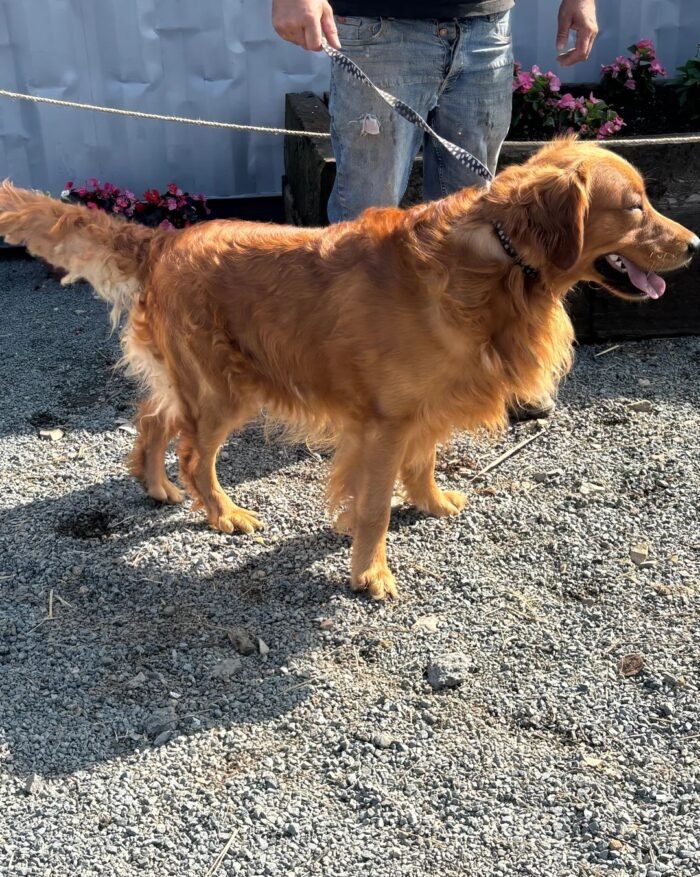 riginalImag () Golden Retriever Puppies