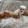 Golden Retriever Puppies Golden Retriever Puppies
