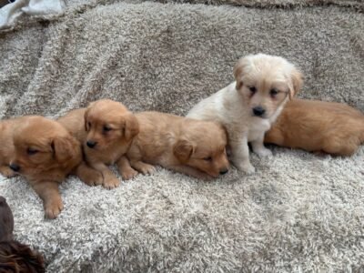 Golden Retriever Puppies