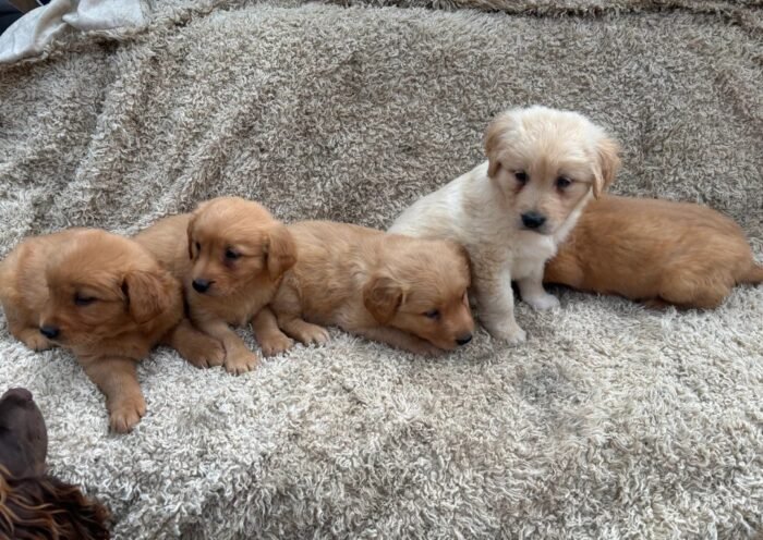 Golden Retriever Puppies Golden Retriever Puppies