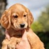 Dark Red KC Registered Working Golden Retrievers