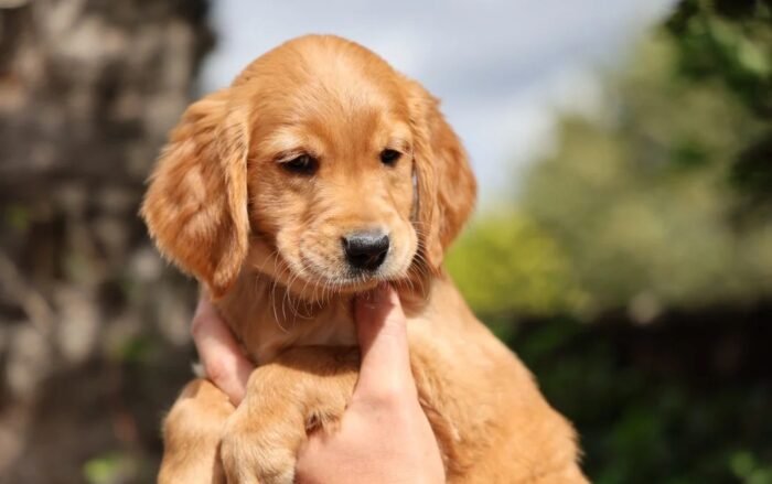 Dark Red KC Registered Working Golden Retrievers